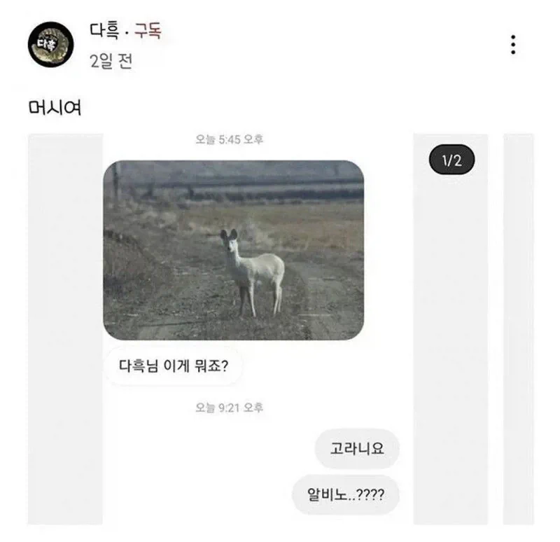 동물 유튜버에게 온 메세지