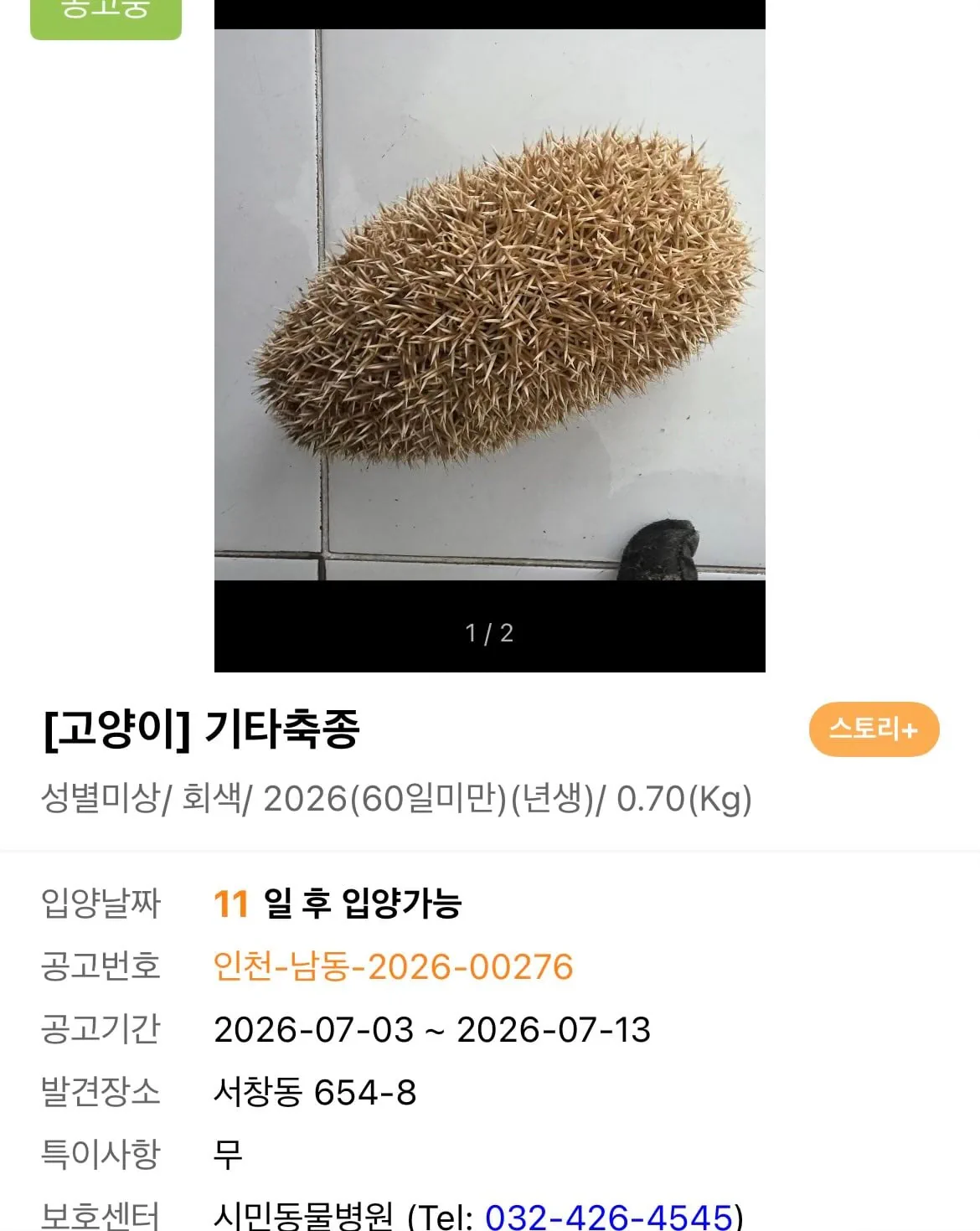 요즘 고양이 근황