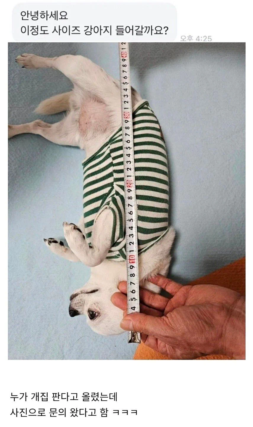 당근 마켓 개집
