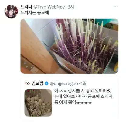 감자 사놓은걸 잊어버릴경우