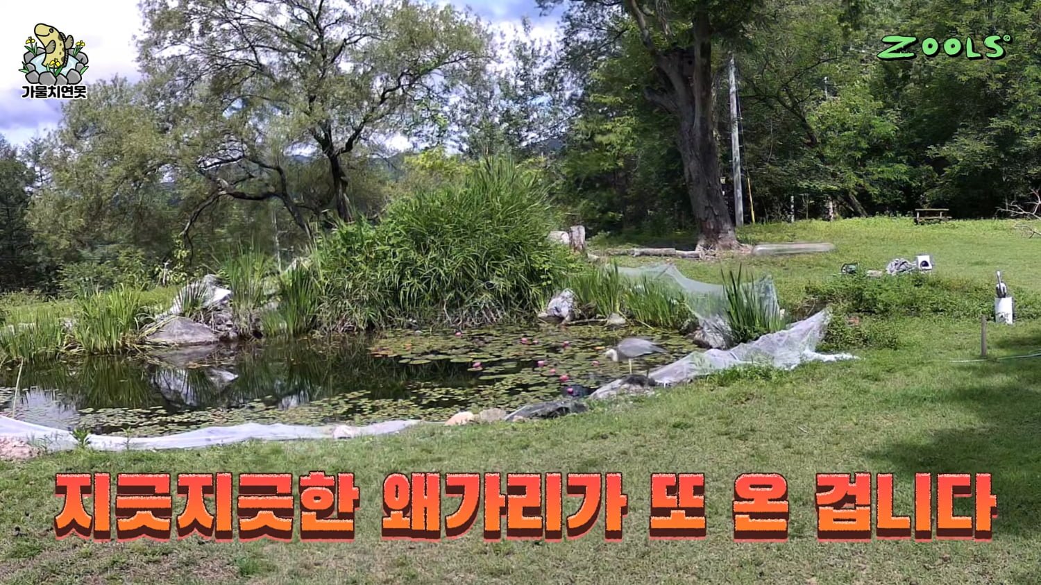 여름만 되면 물고기 디펜스하는 유튜버