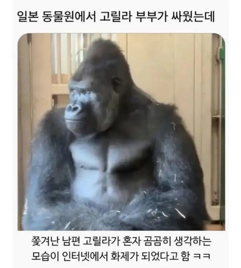 일본 동물원에서 고릴라 부부가 싸웠는데