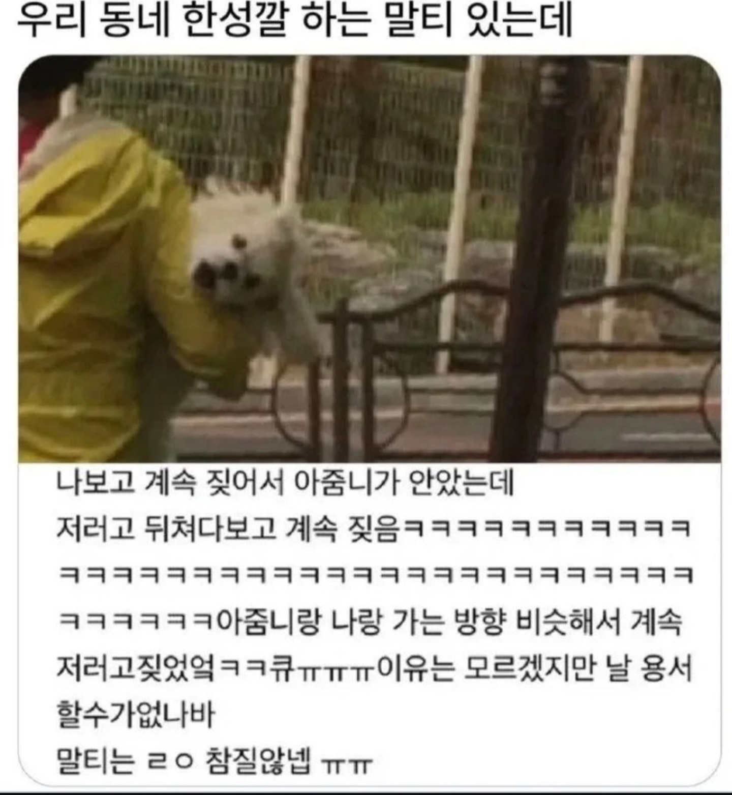 우리동네 한성깔하는 말티즈있는데