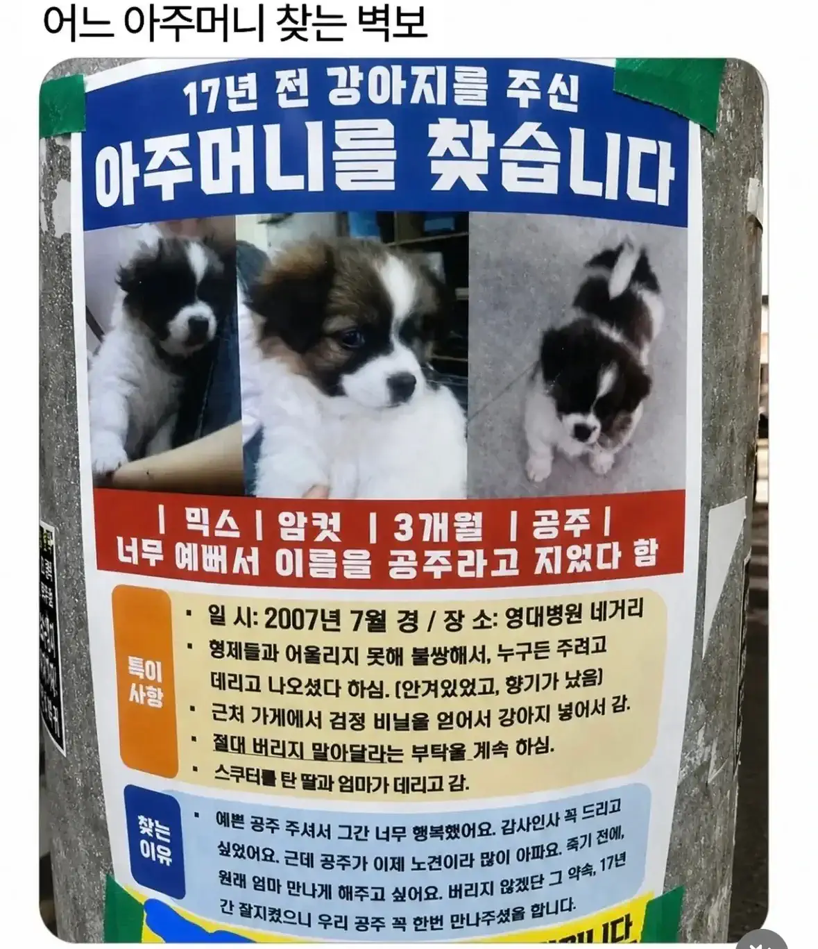 17년 전 강아지 주인 찾는 벽보 후기