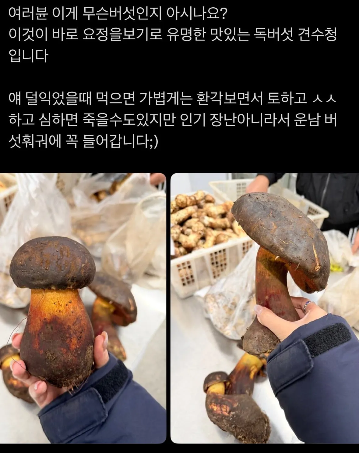중국의 (독)버섯 먹는법