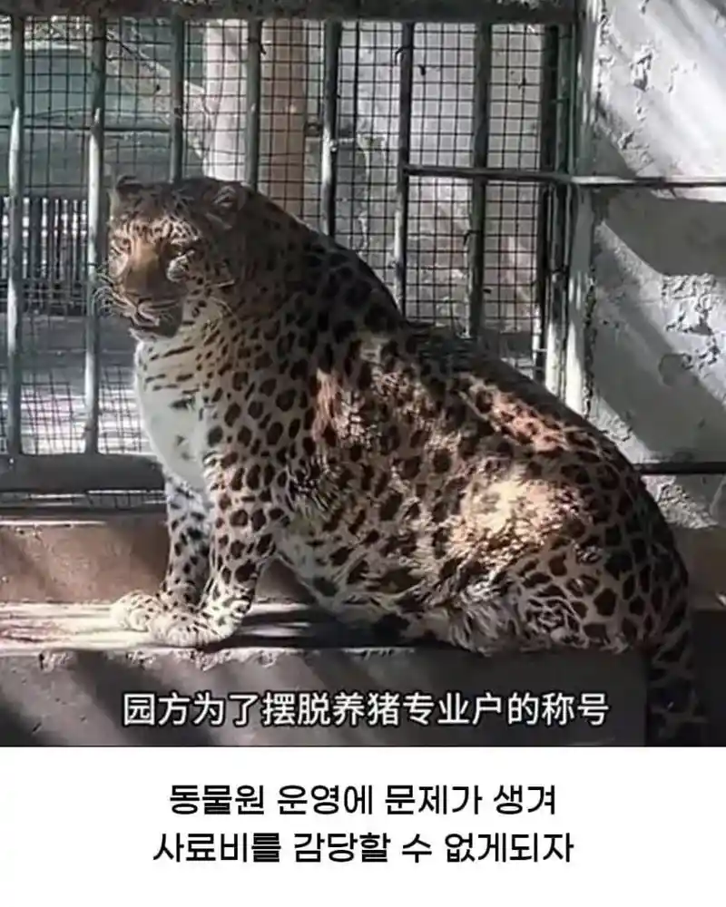 황당한 중국 동물원 대참사.jpg