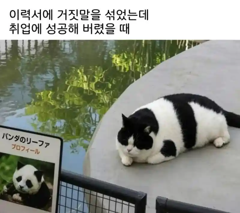 이력서에 거짓말을 섞었는데 취업 성공...