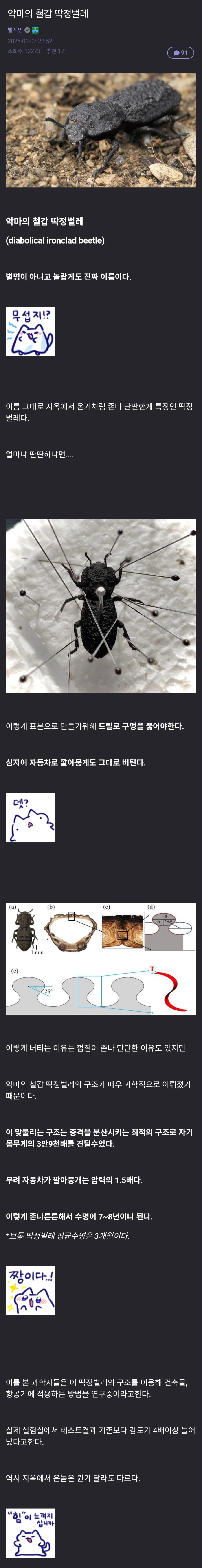 악마의 철갑 딱정벌레.jpg