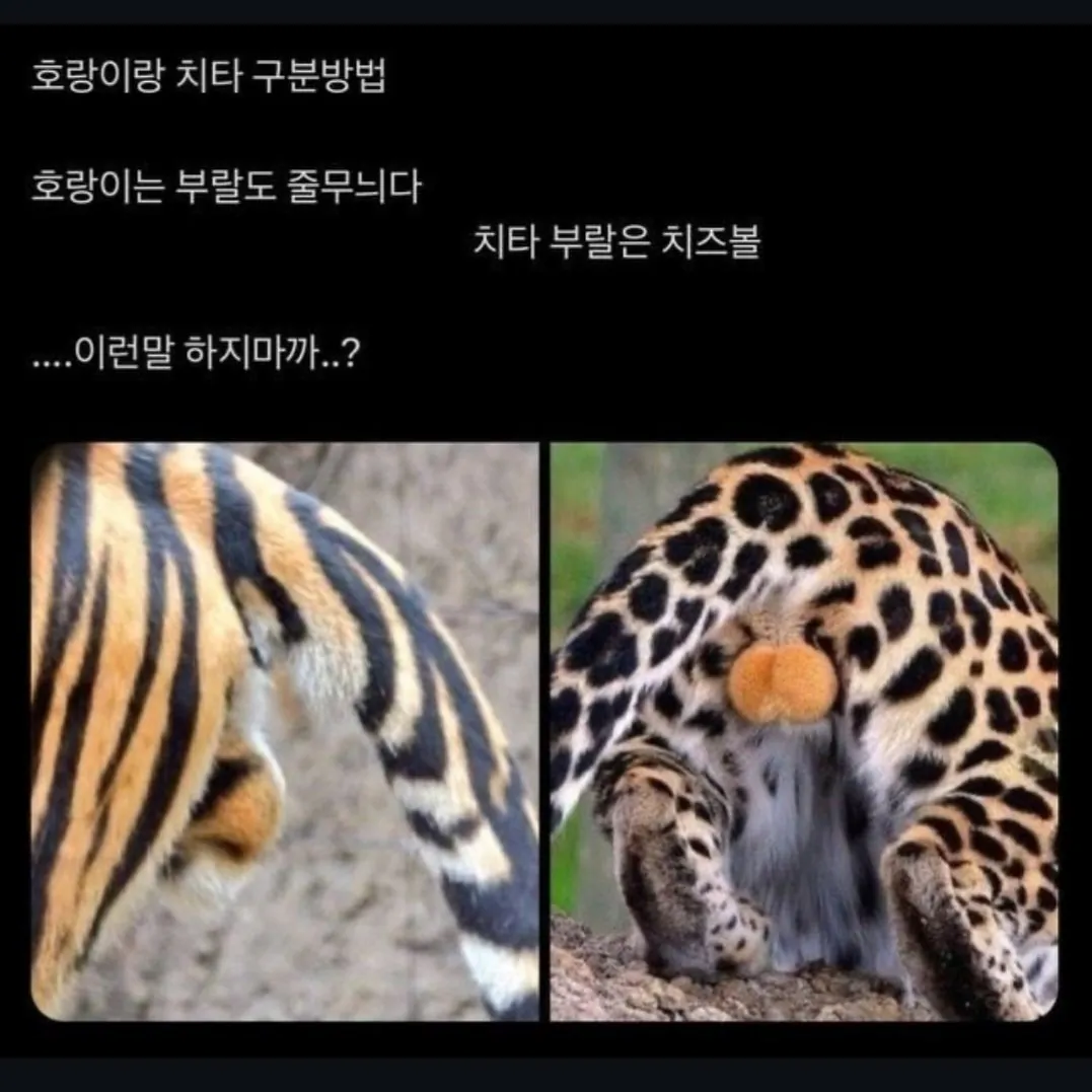 호랑이와 치타의 차이점