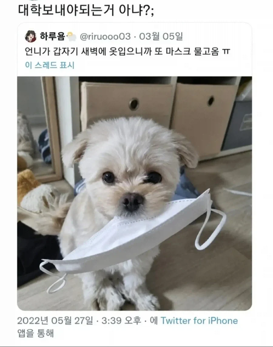 우리집 강아지 대학보내야하는거아냐??