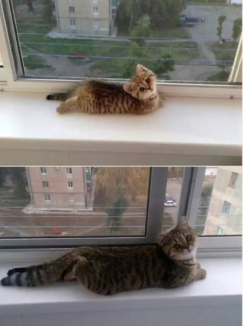 그대로 확대된 고양이.jpg