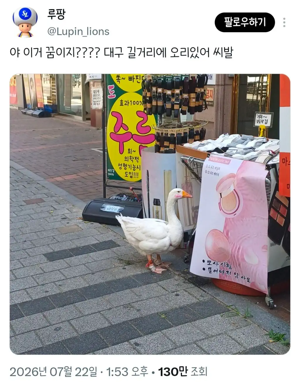 야 이거 꿈이지???? 대구 길거리에 오리있어