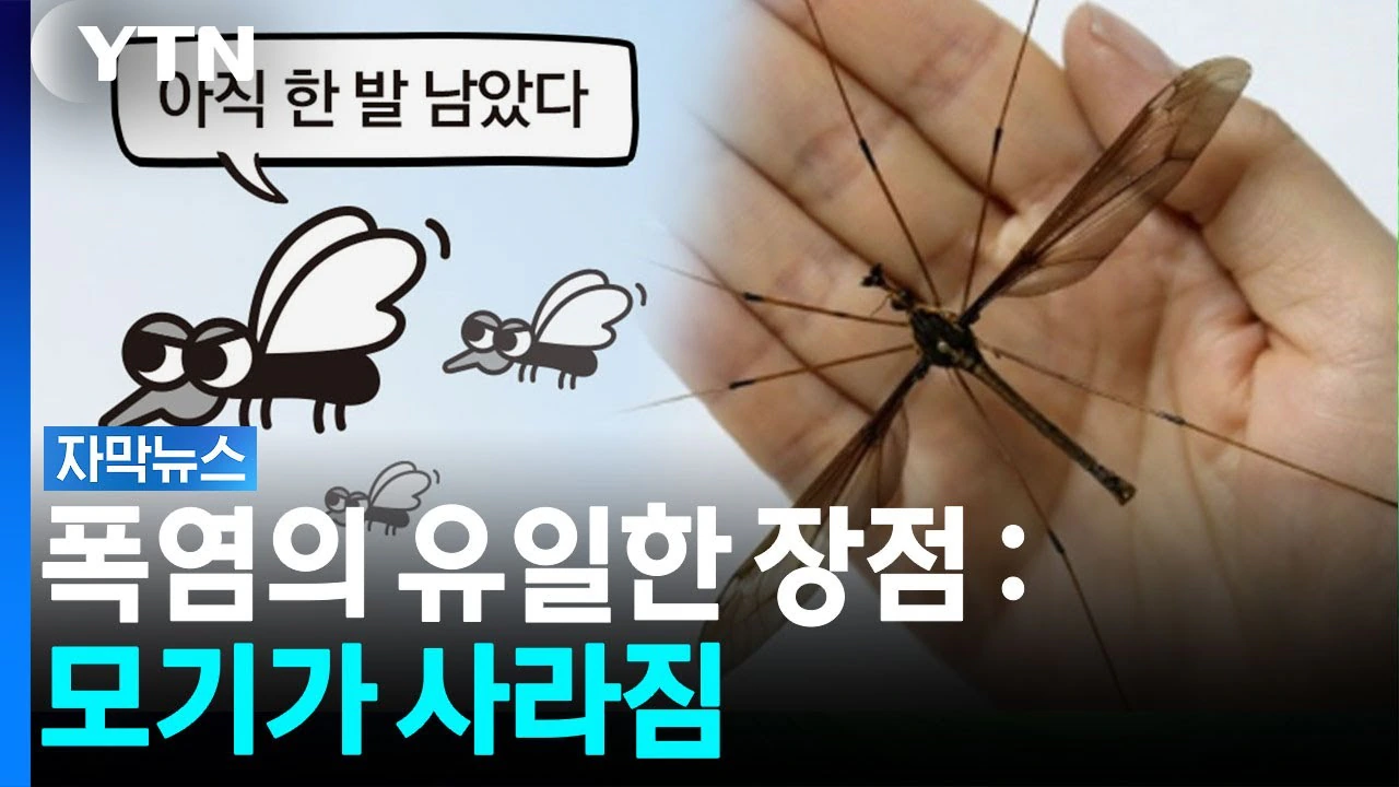 최근에 모기 물리신 분?...더위 먹은 모기 어디로 갔나