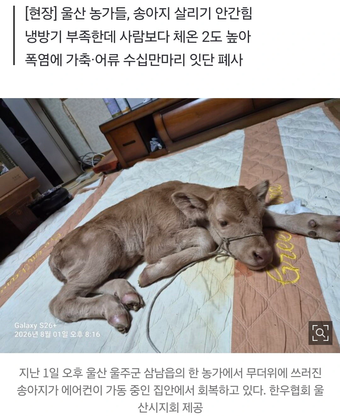 ‘찜통’ 축사에 “송아지 헐떡이다 죽어나가”…냉방기 바람 따라 우르르