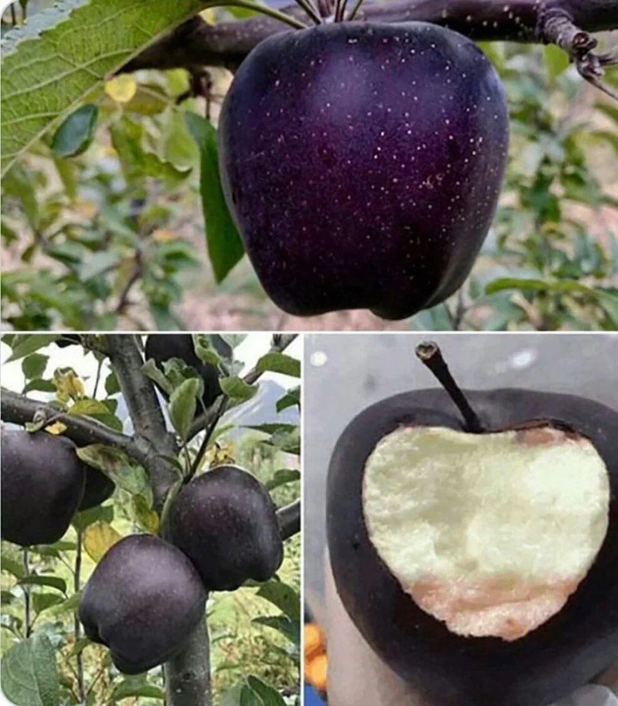 티베트에서만 자라는 "블랙 다이아몬드 사과"