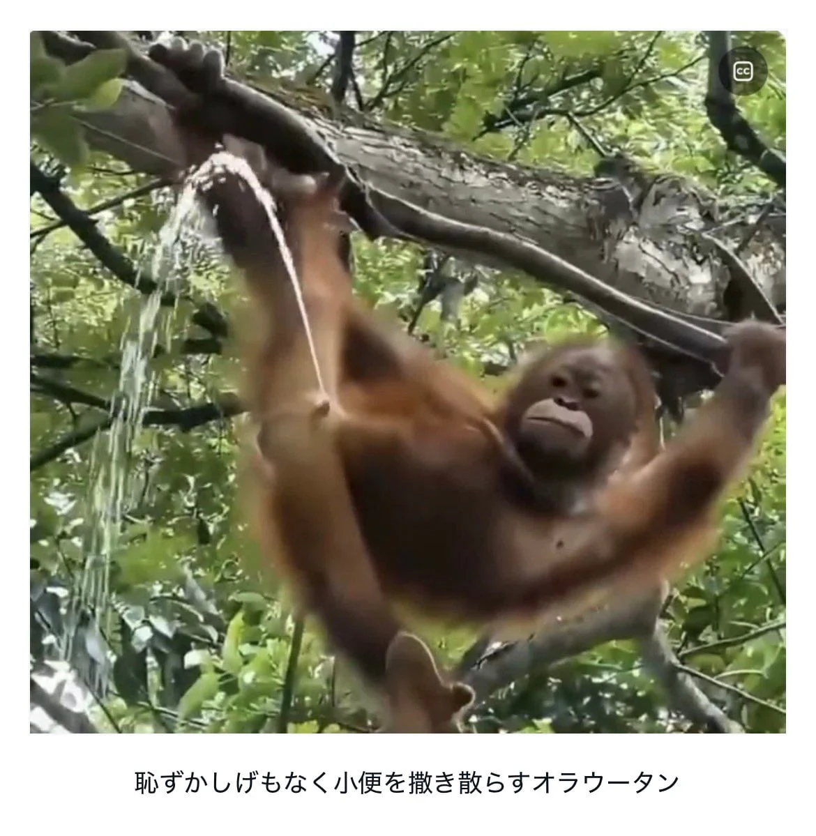 인간이 고도의 배변조절 능력을 얻은 이유