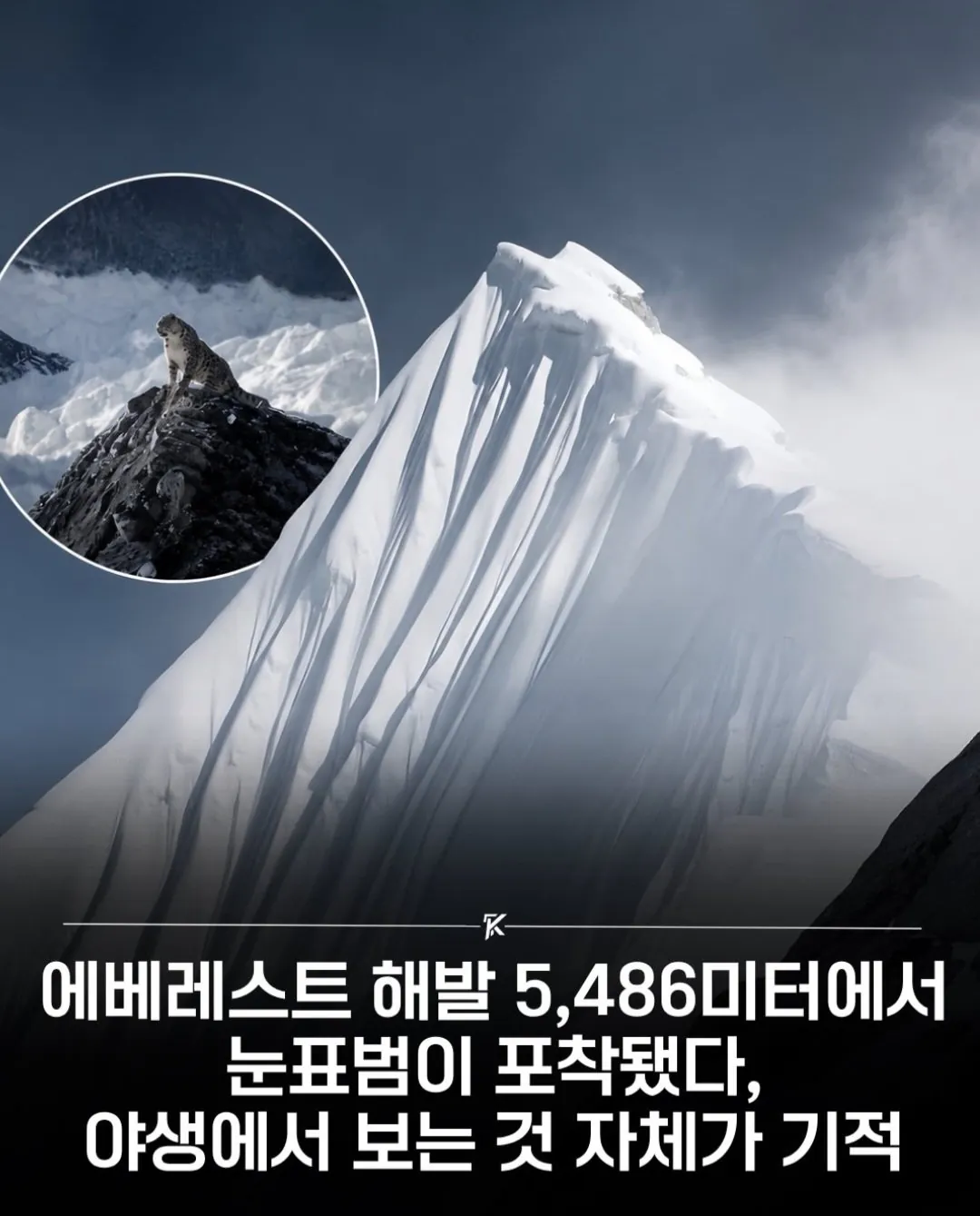 해발 5,486m에서 포착된 동물