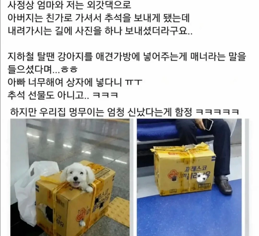지하철에 강아지 애견가방 없이 탔는데 아무도 뭐라 안함.jpg
