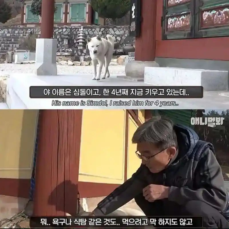 절에사는 개가 식탐이없는이유 ㅋㅋㅋㅋ