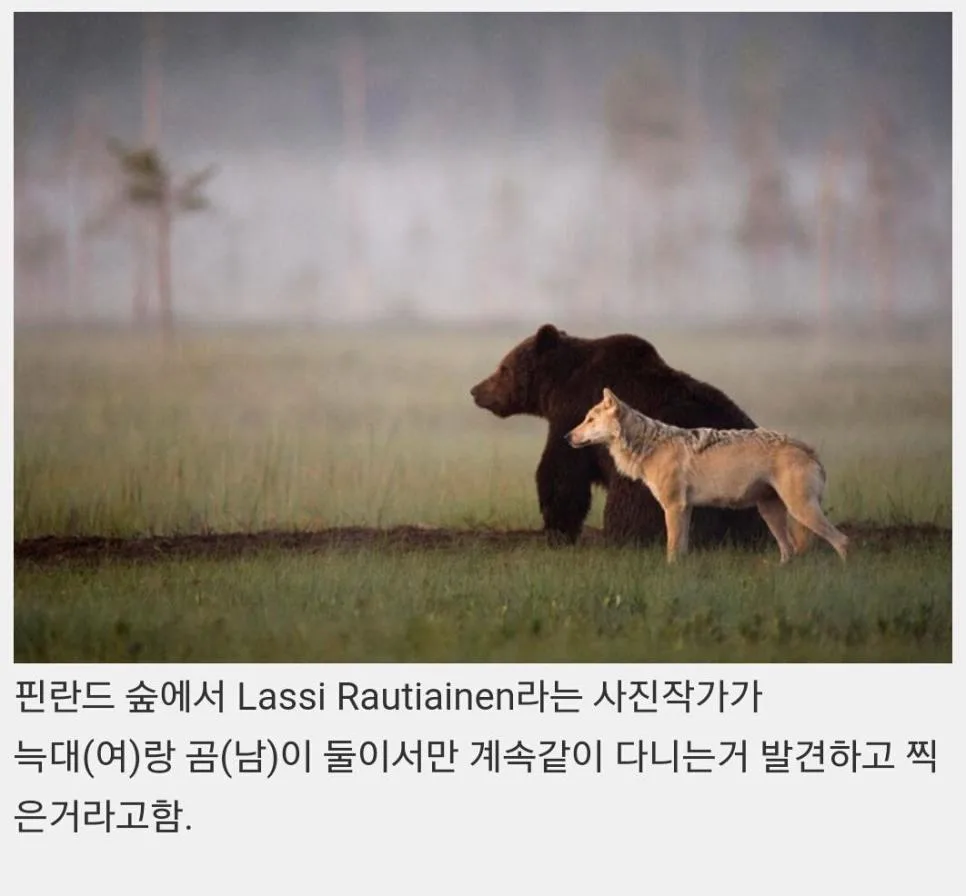 핀란드 숲속에서 피어난 곰과 늑대의 우정