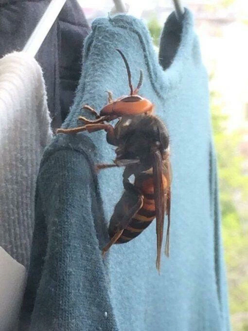 서울 촌놈들은 본적 없는 장수 말벌 실제 크기.JPG