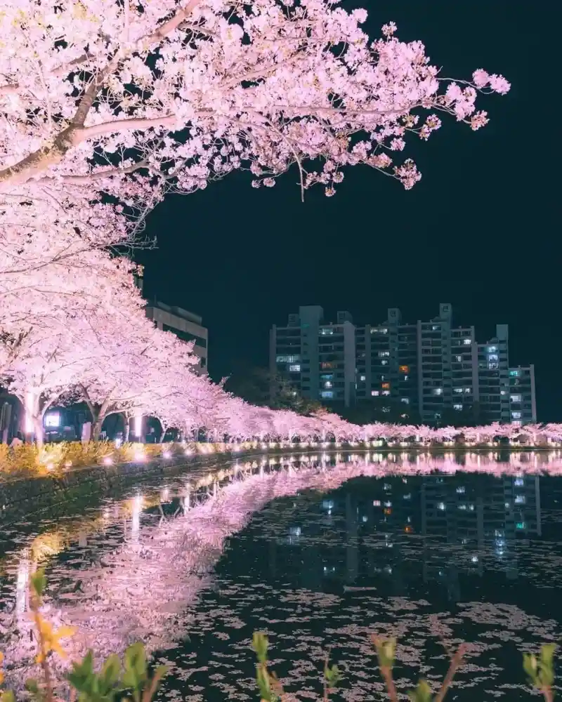 레딧에서 핫한 한국 사진 한장