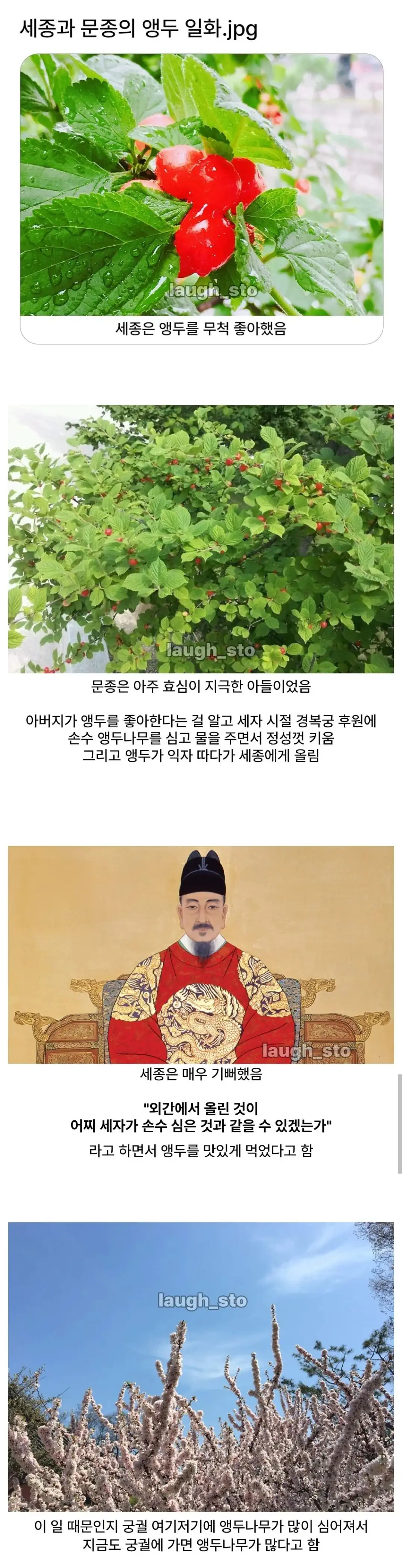 감동) 경복궁에 앵두나무가 많은 이유