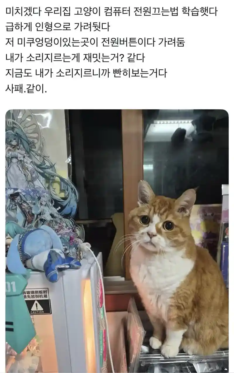 미치겠다. 우리집 고양이 컴퓨터 전원 끄는 법 학습했다.jpg