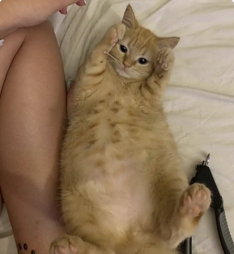 나라별 고양이 키우는 사람을 부르는 단어