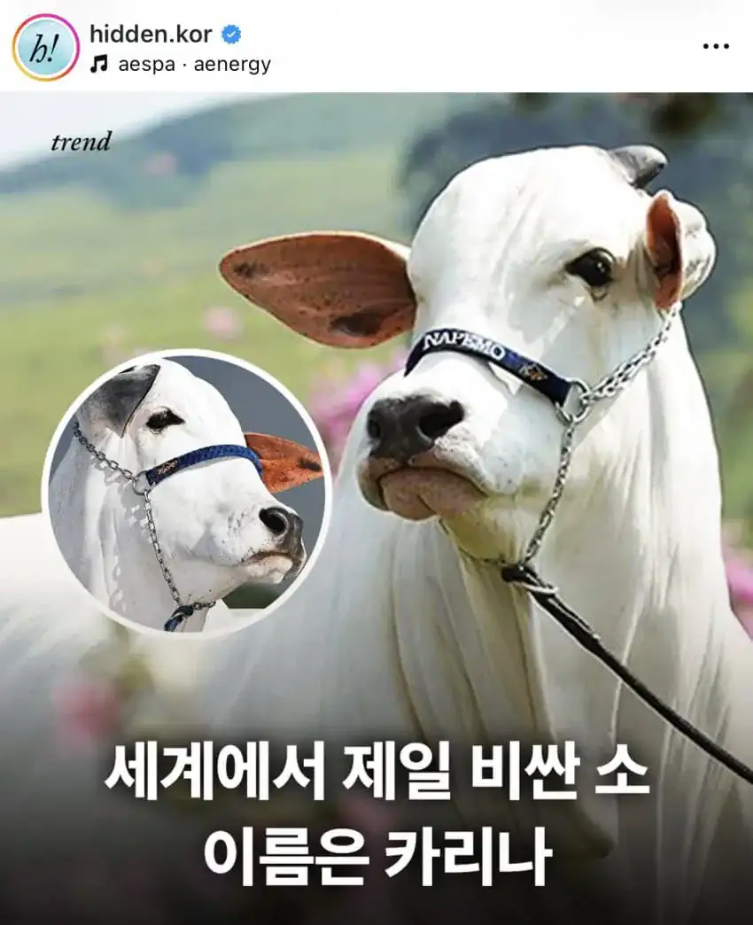 세계에서 제일 비싼 소 이름은 카리나