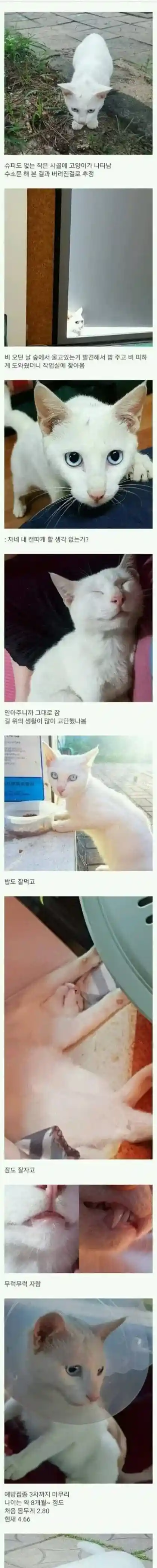 버려진 고양이를 주운 디시인