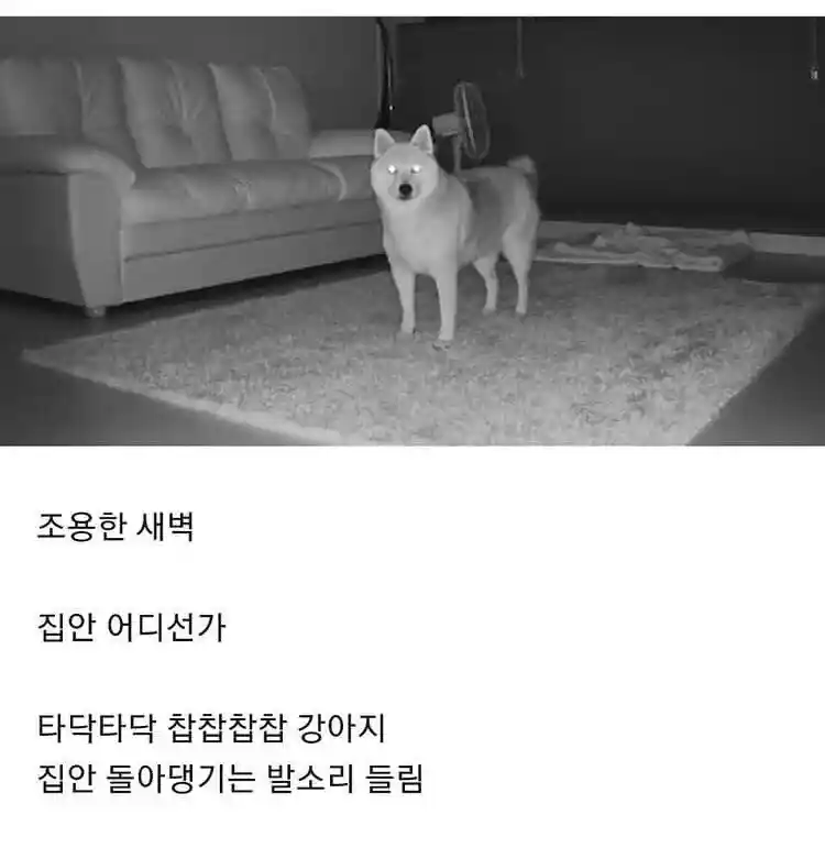 강아지 키우는집 공감.
