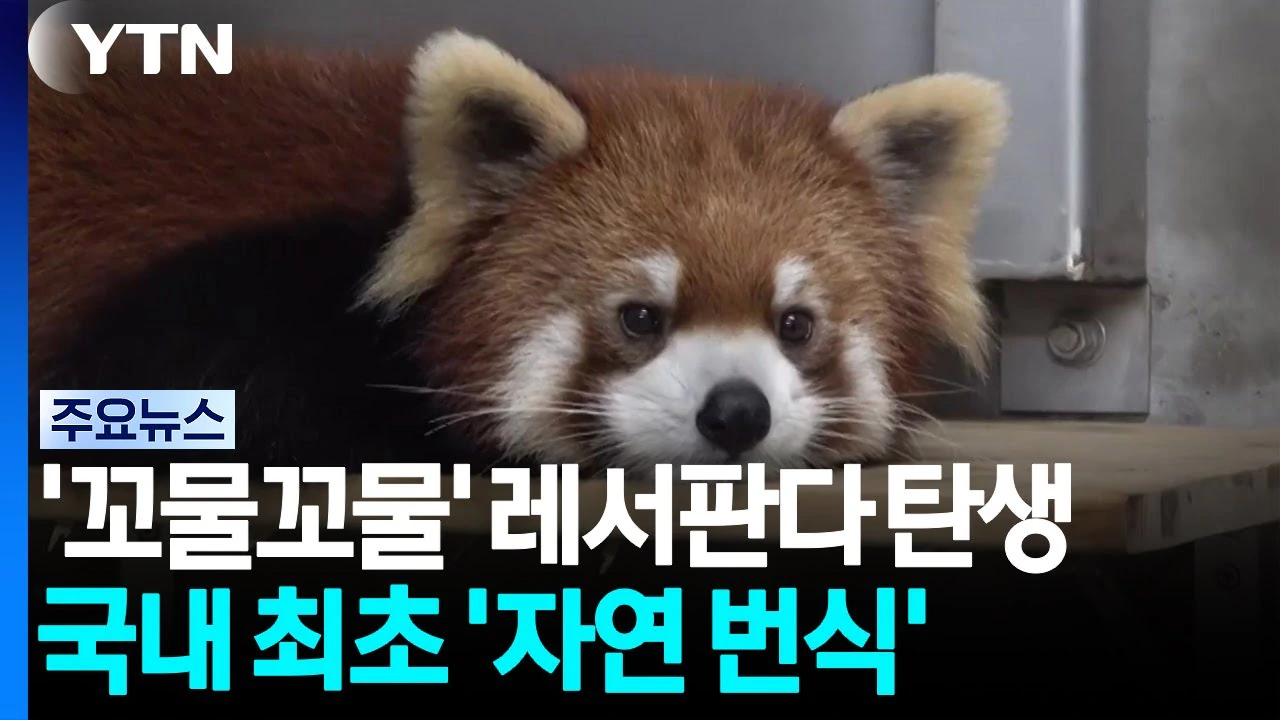 국내 최초 레서판다 자연 번식 성공