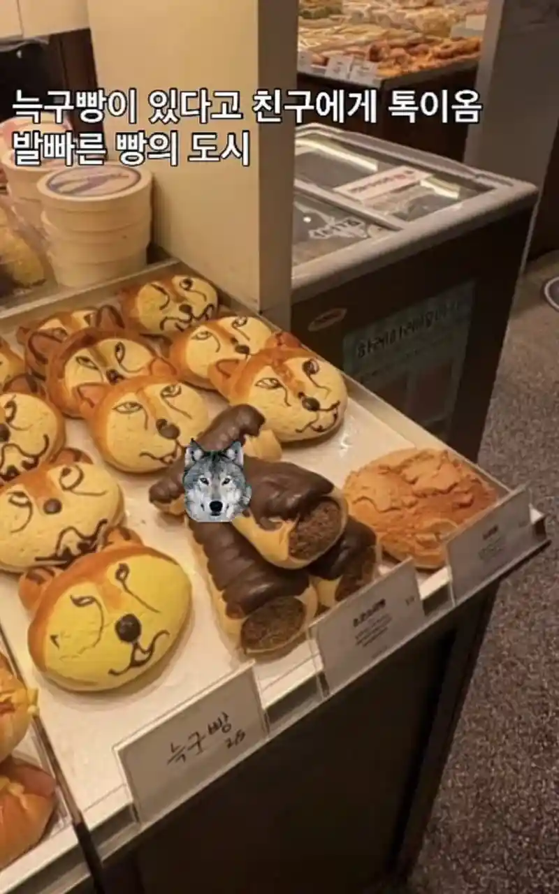 결국 늑구빵까지 나온 대전시.jpg