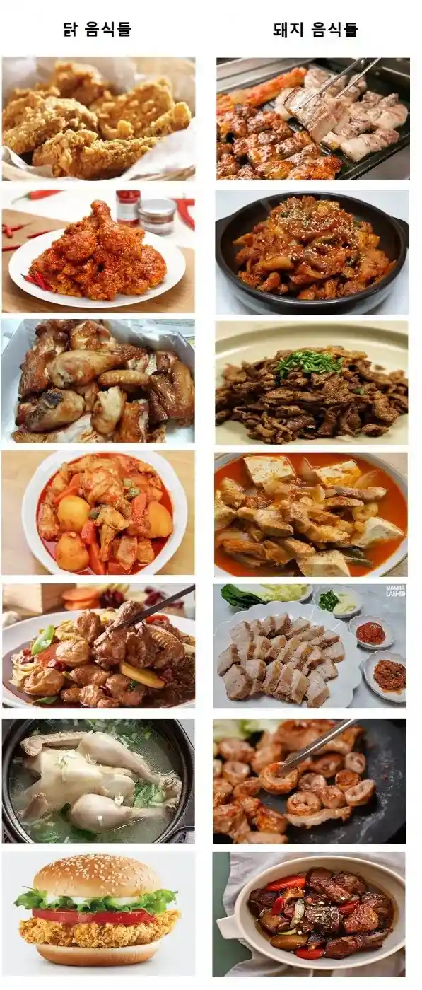 닭 vs 돼지 당신은?
