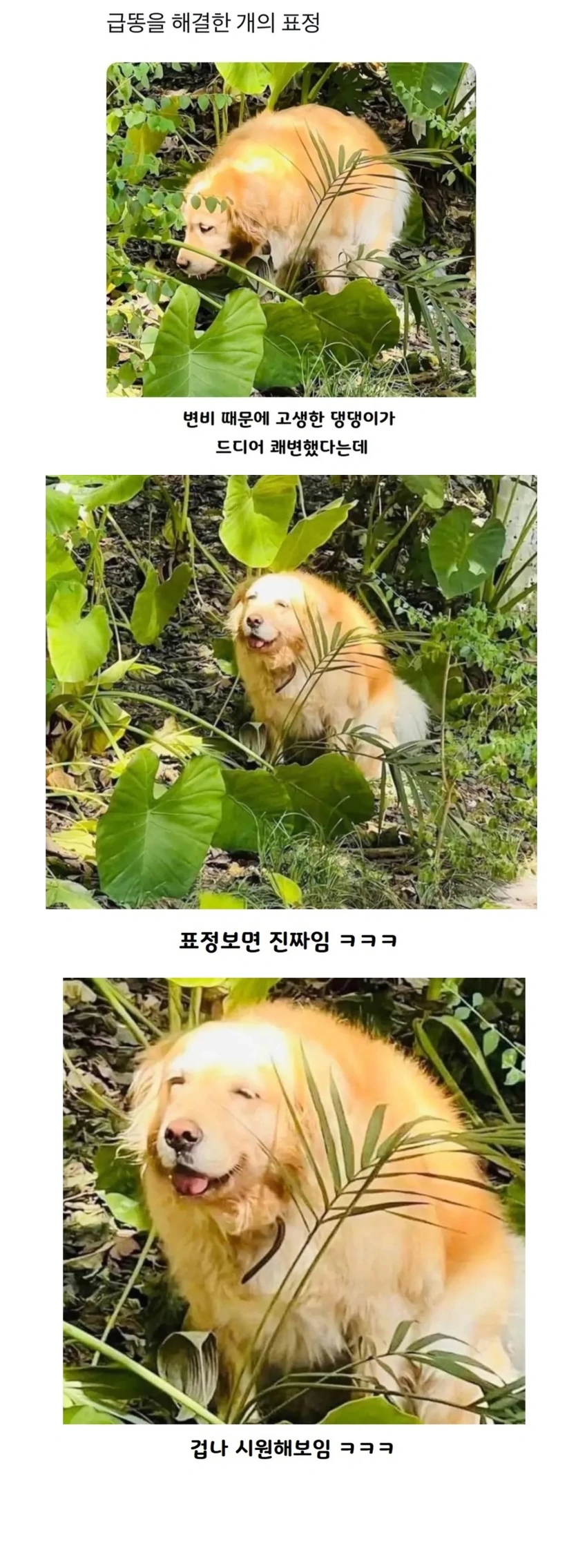 급똥 해결한 강아지 표정