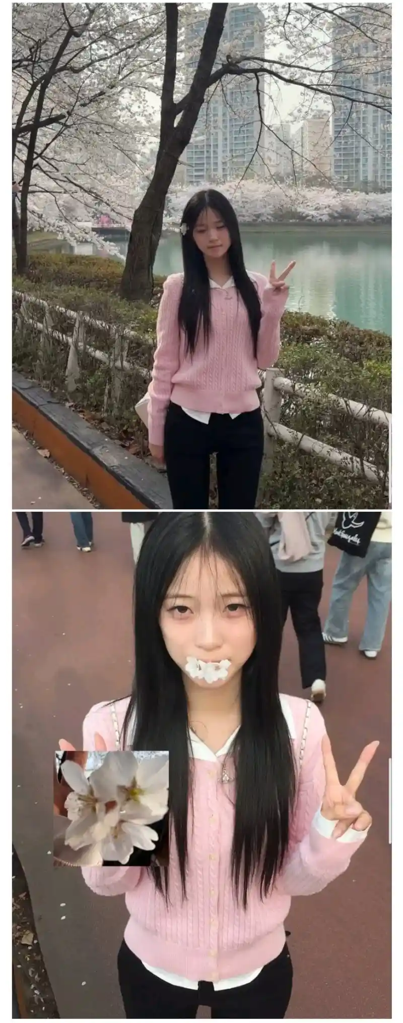 벚꽃 구경 간 최가온 선수