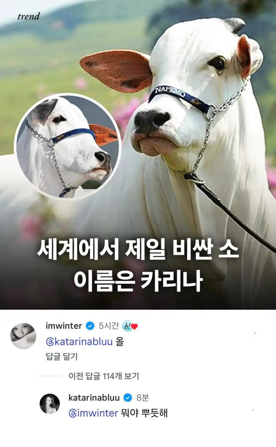 430만불 짜리 카리나