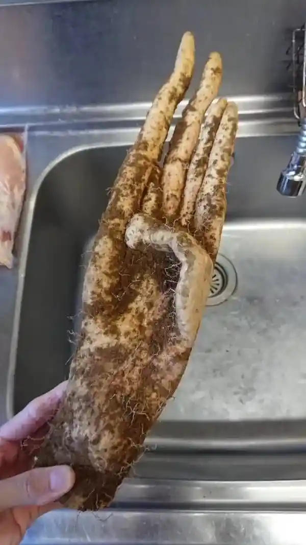밭에서 나온 수상한 손