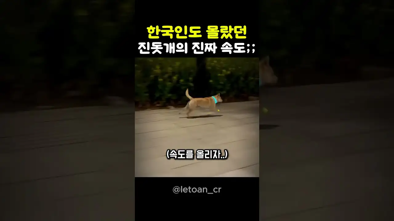 한국인도 몰랐던 진돗개의 진짜 속도