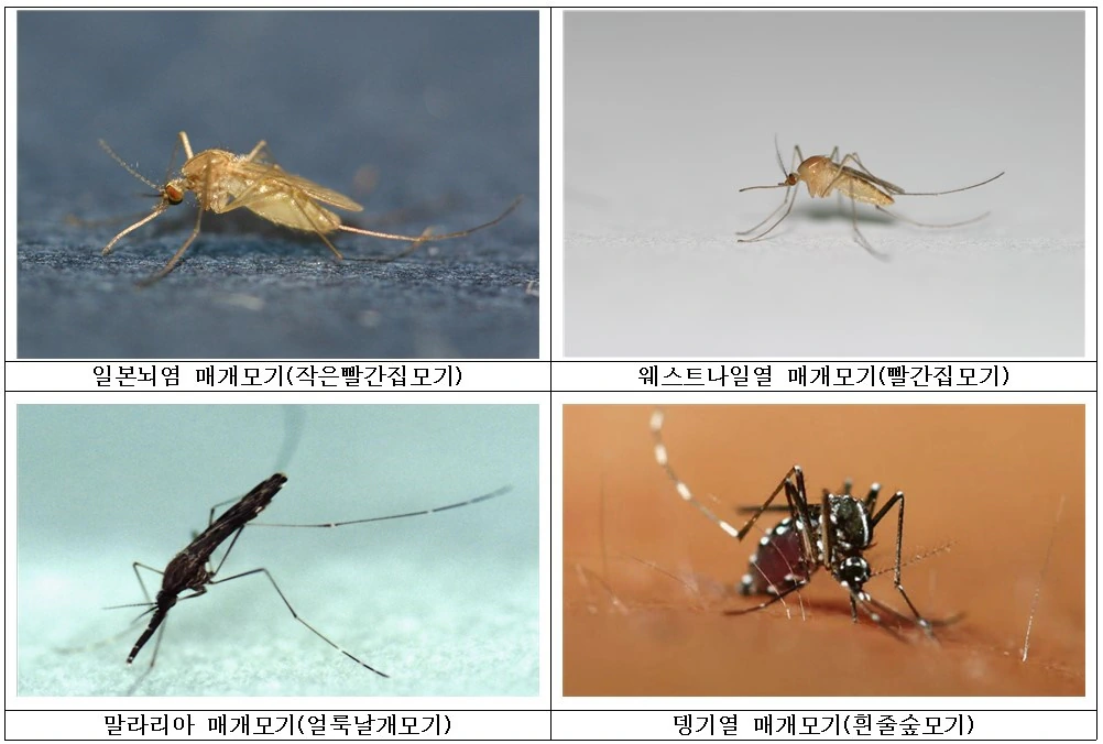 뻘글) 모기