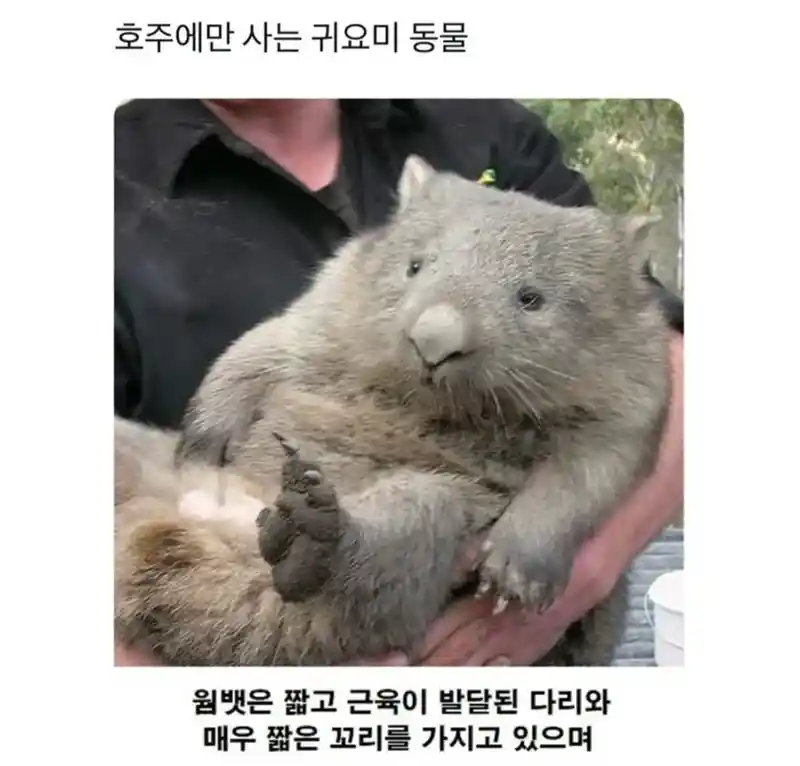 호주에만 사는 귀요미 동물