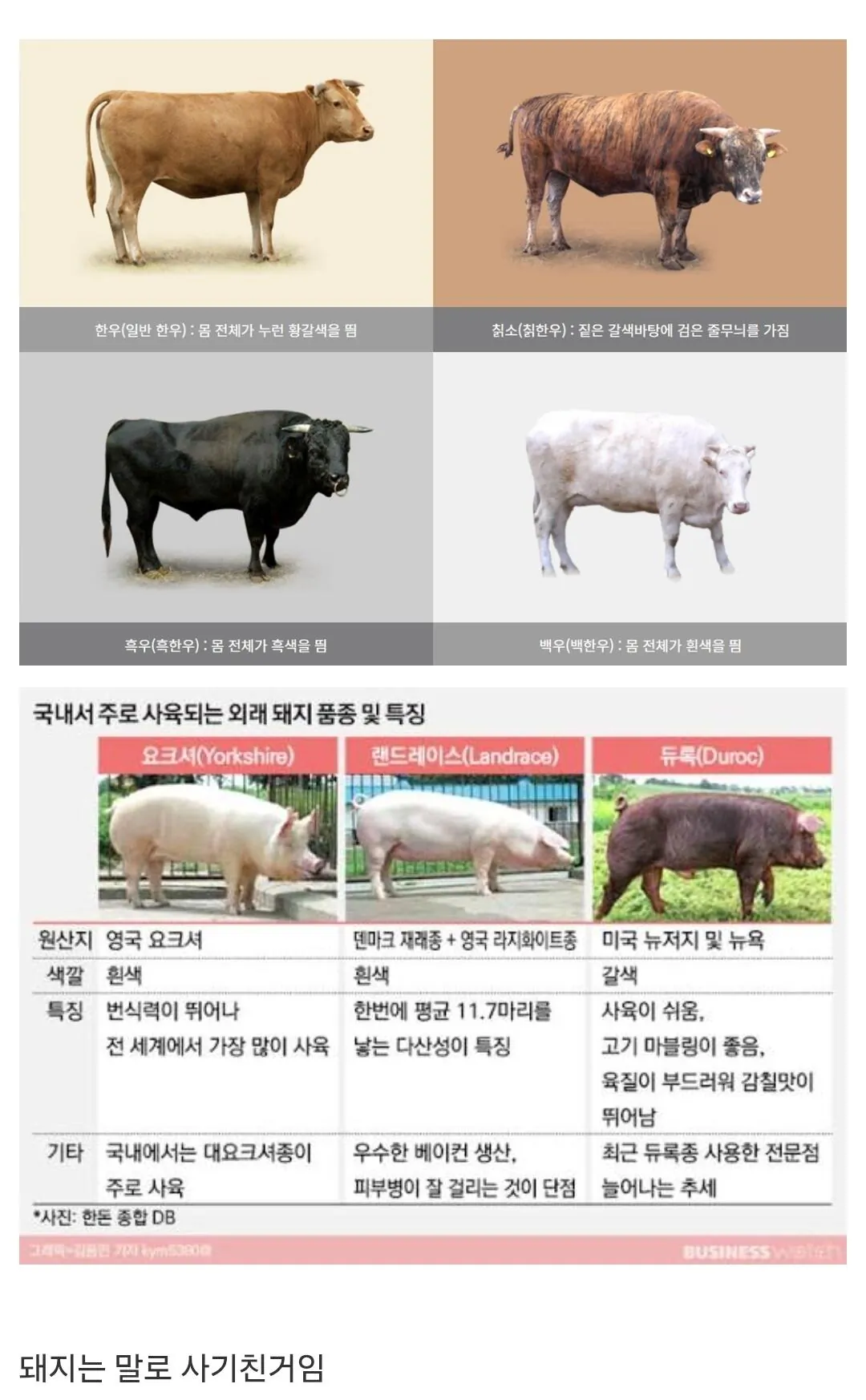 한우와 한돈의 차이