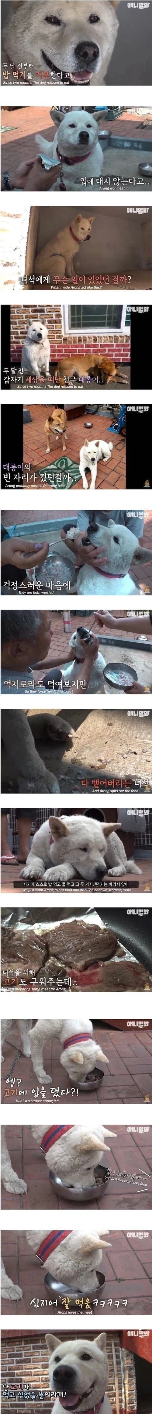 친구를 떠나보내 금식하는 개