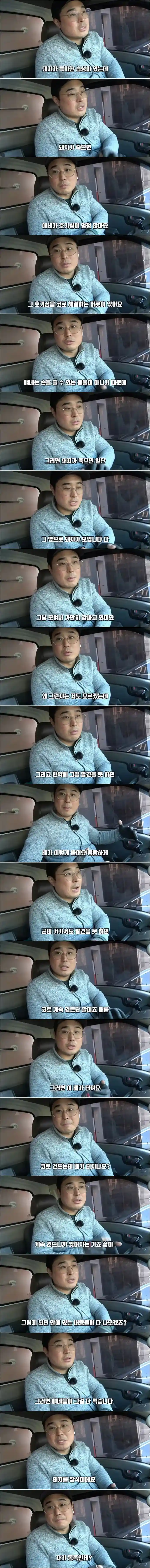 돼지농장에서 종종 뼈다귀가 발견되는 이유
