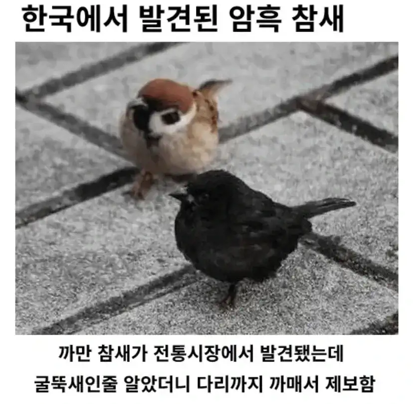 한국에서 발견된 암흑 참새