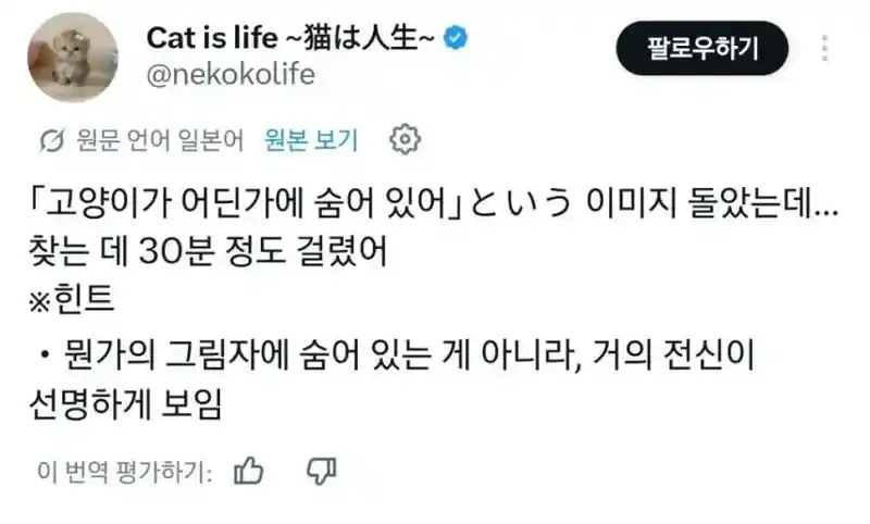 고양이가 어딘가 숨어있어