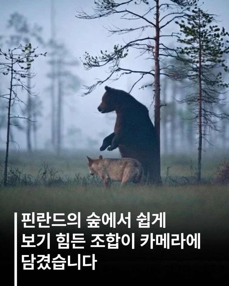 핀란드에서 발견된 같이다니는 늑대와 곰