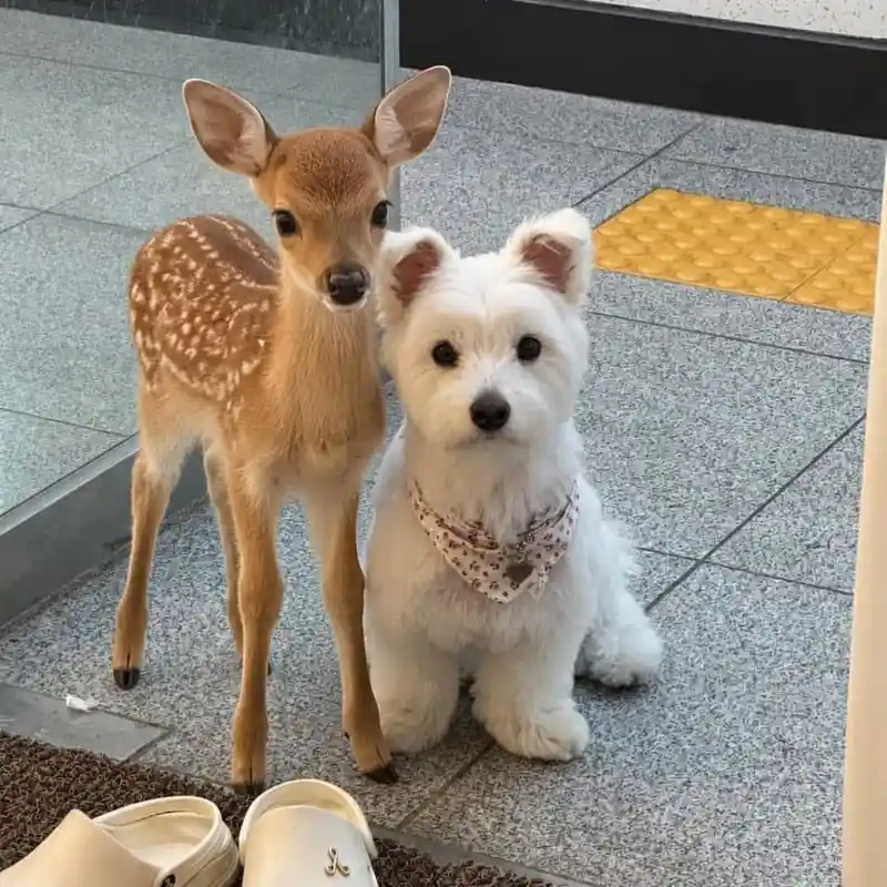 아기 사슴과 강아지
