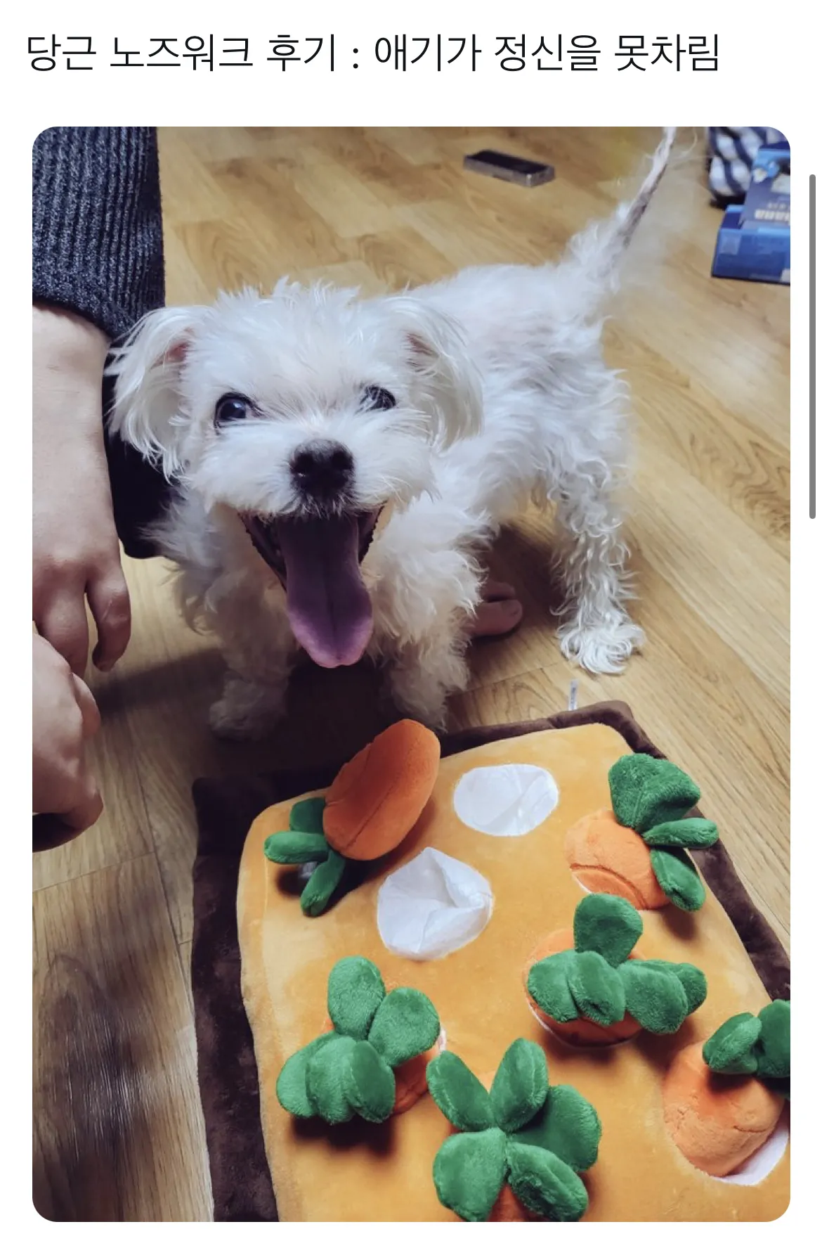 강아지에게 사준보람 MAX